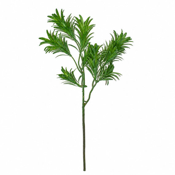 10008SP Podocarpus 21" PK 12