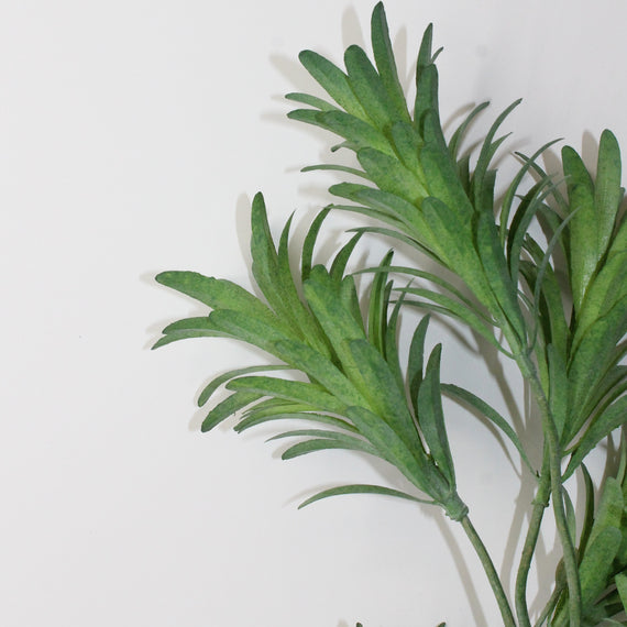10008SP Podocarpus 21" PK 12