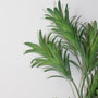 10008SP Podocarpus 21" PK 12