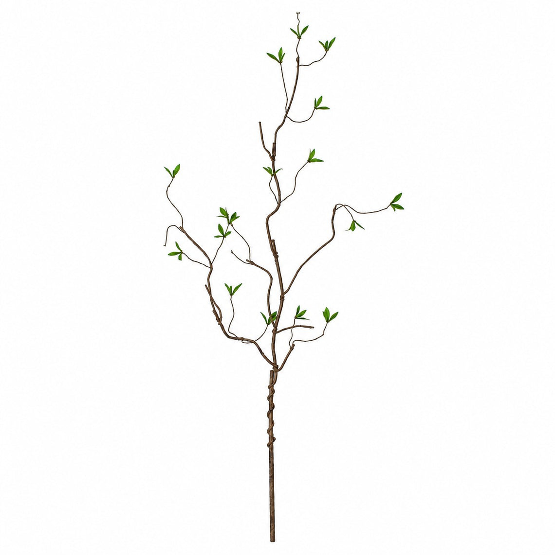 10010SP Curly Willow W/Leaves 43.5"  PK 24