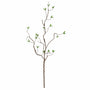10010SP Curly Willow W/Leaves 43.5"  PK 24