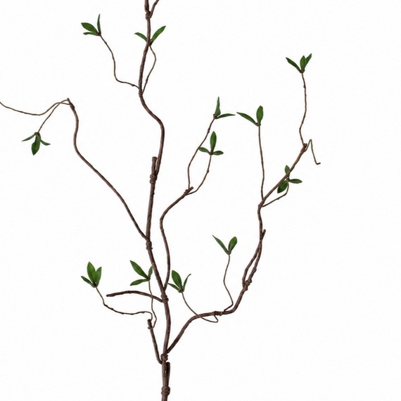 10010SP Curly Willow W/Leaves 43.5"  PK 24