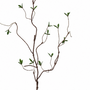 10010SP Curly Willow W/Leaves 43.5"  PK 24