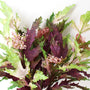10015BNDL Grevillea 21" PK 12