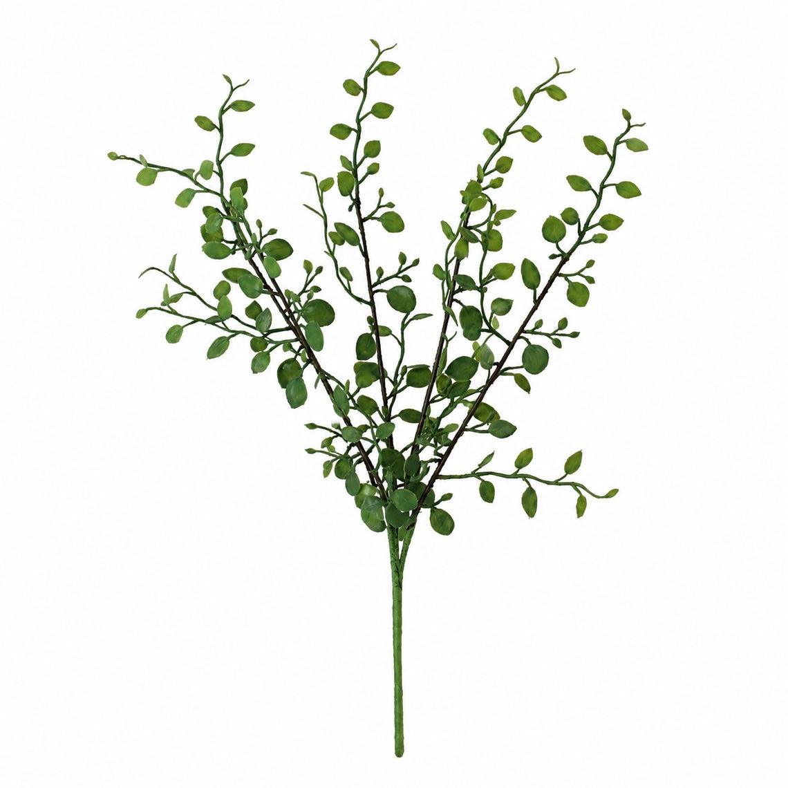 10019PX  Santa Barbara Ceanothus Pick 13" PK 36