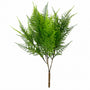 10022BH  Asparagus Bush  15" X3 PK 24