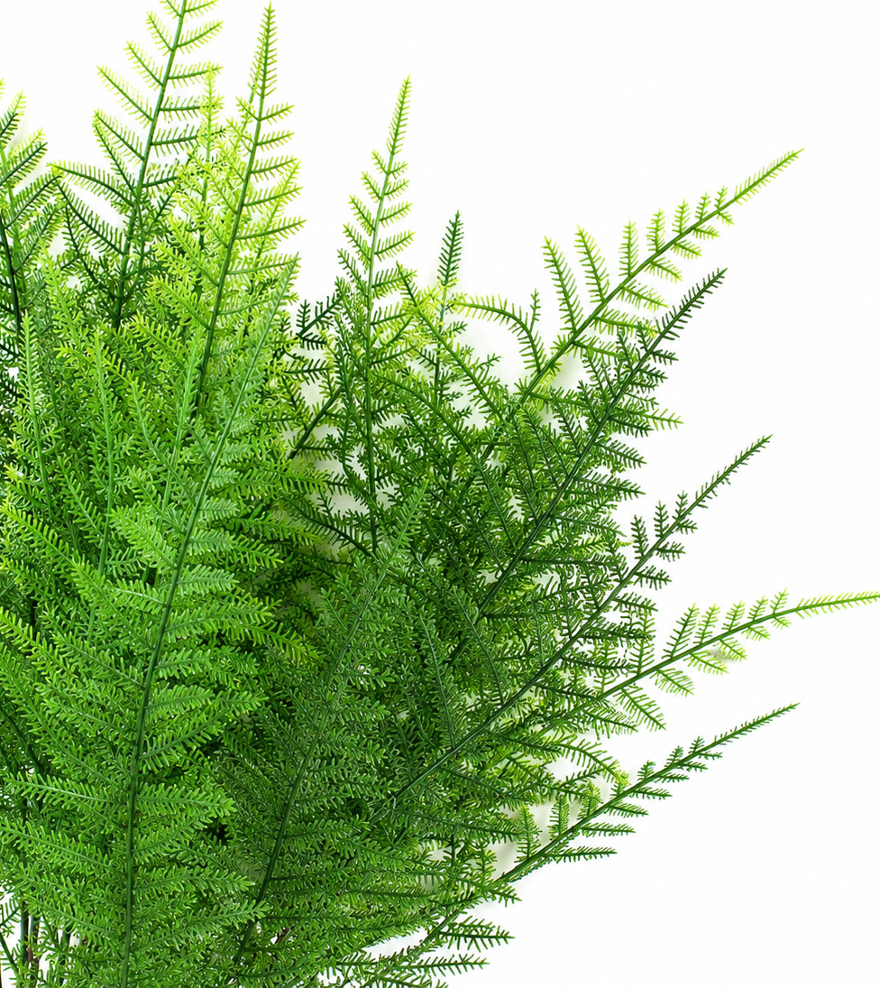 10022BH  Asparagus Bush  15" X3 PK 24