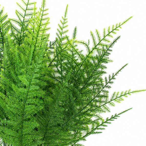 10022BH  Asparagus Bush  15" X3 PK 24