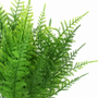 10022BH  Asparagus Bush  15" X3 PK 24