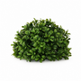 10025ORB New Boxwood Half Orb 7"D X 6.5"H PK 12