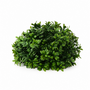 10026ORB New Boxwood Half Orb 8"D X 5.5"H  PK 12