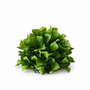 10027ORB Prunella Leaf Half Orb 6"D X 4.75"H  PK 12