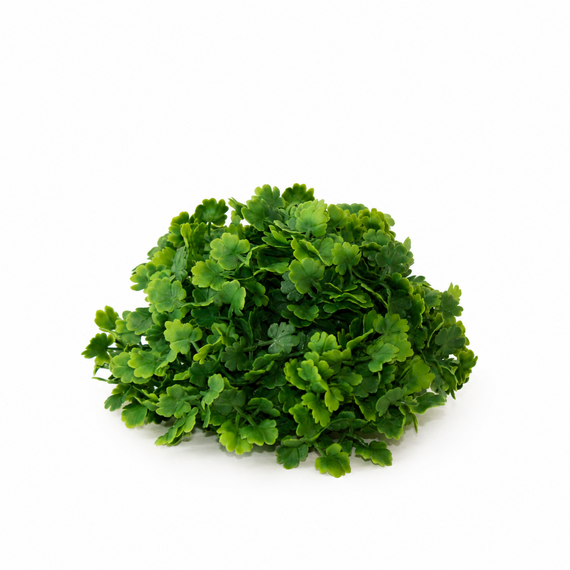 10031ORB Cardamine Leaf Half Orb 3.5"  PK 24