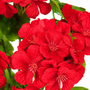 22001BH Poylester Geranium Bush 19" PK 6