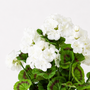22001BH Poylester Geranium Bush 19" PK 6