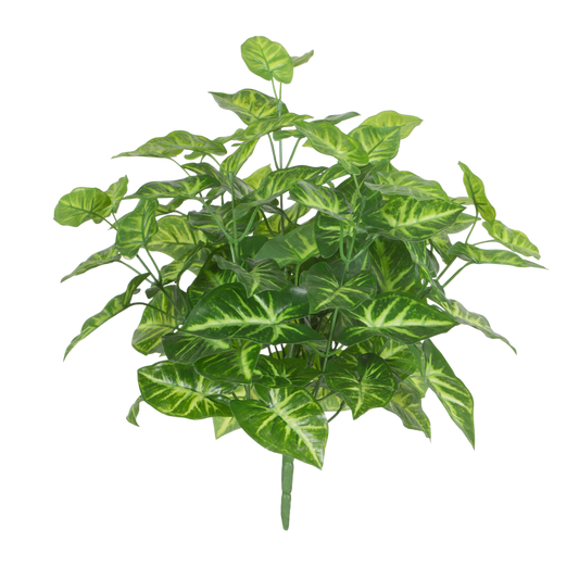 BH100 Syngoniium Bush 15.5"H PK 4