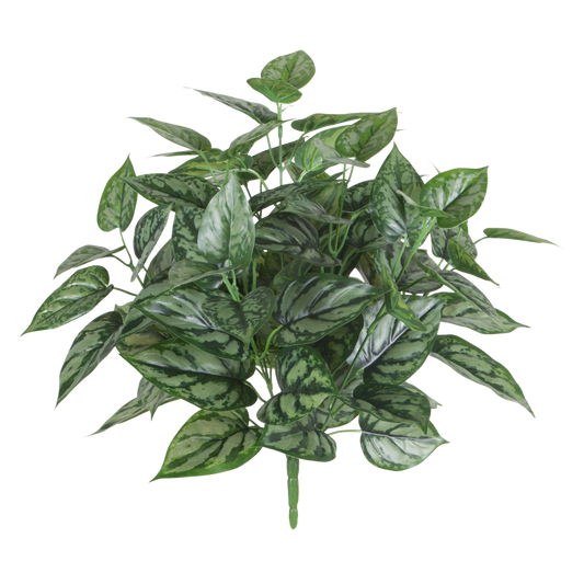BH102 Philodendron Bush 15.5"H PK 4