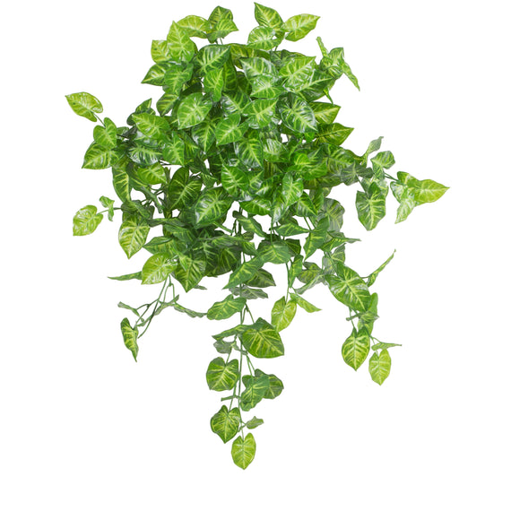 Syngoniium Hanging Bush
