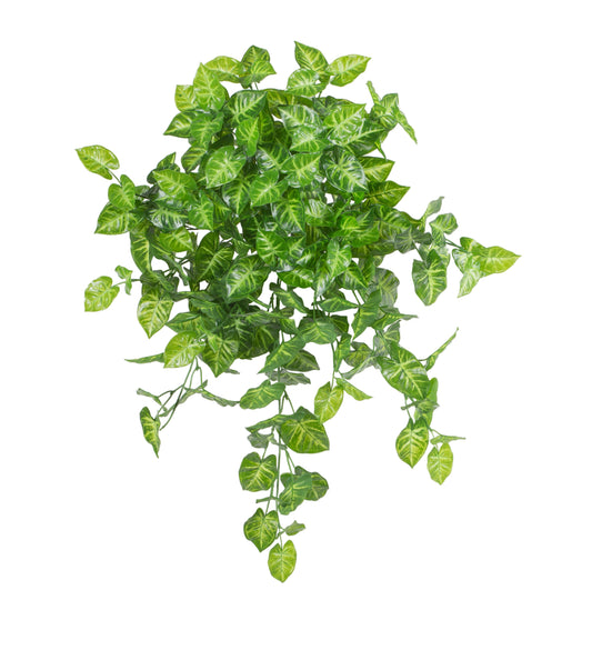 Syngoniium Hanging Bush
