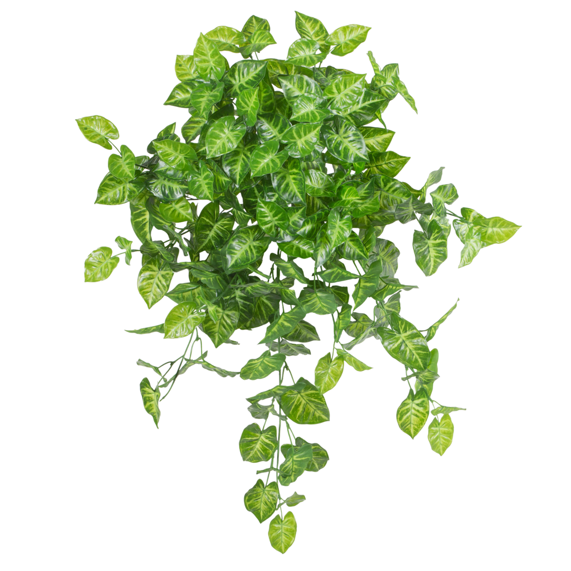 BH103 Syngonium Hanging Bush 23.5" PK 2
