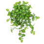BH103 Syngonium Hanging Bush 23.5" PK 2