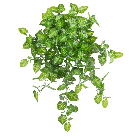 BH103 Syngonium Hanging Bush 23.5" PK 2
