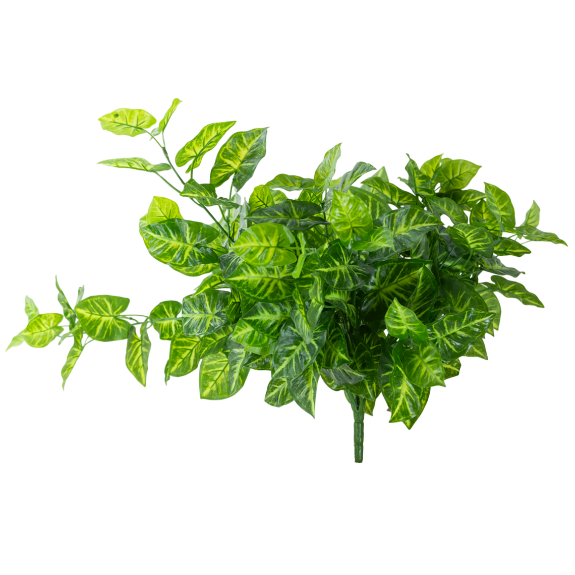 BH103 Syngonium Hanging Bush 23.5" PK 2