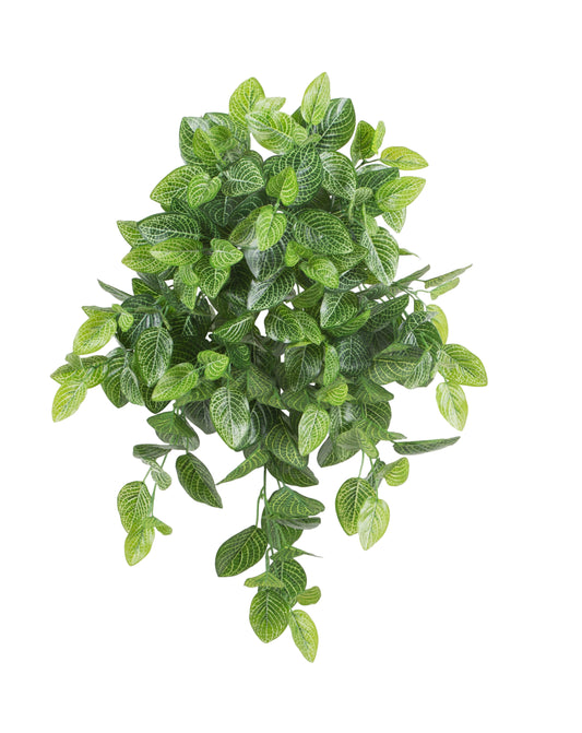 Red Nervg Plant Hanging Bush
