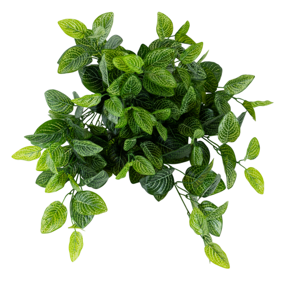 BH104 Red Nerve Plant Hanging Bush 23.5"H PK 2