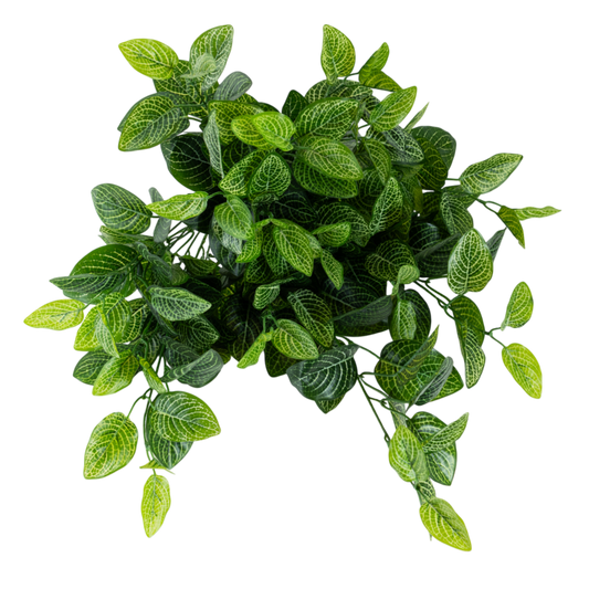 BH104 Red Nerve Plant Hanging Bush 23.5"H PK 2