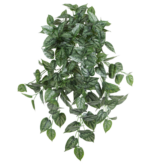 Philodendron Hanging Bush