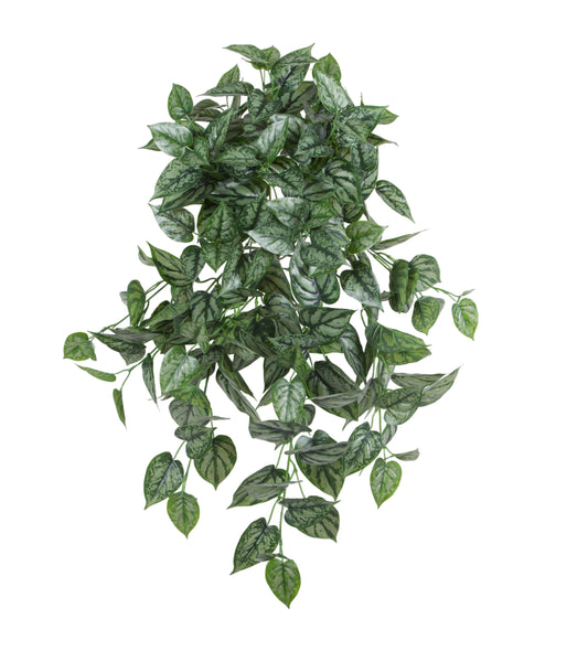 Philodendron Hanging Bush