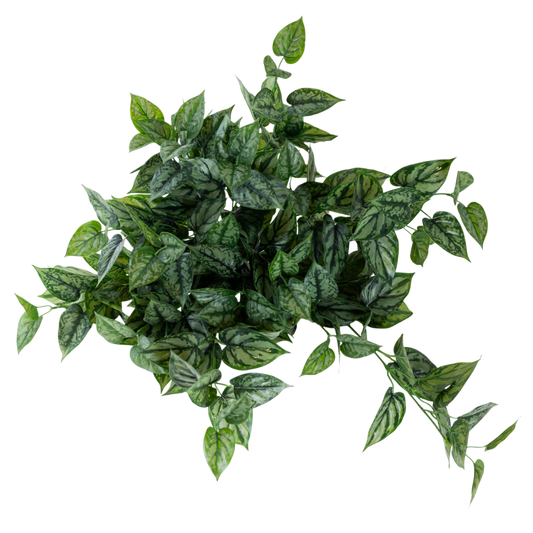 BH105 Philodendron Hanging Bush 23.5"H PK 2