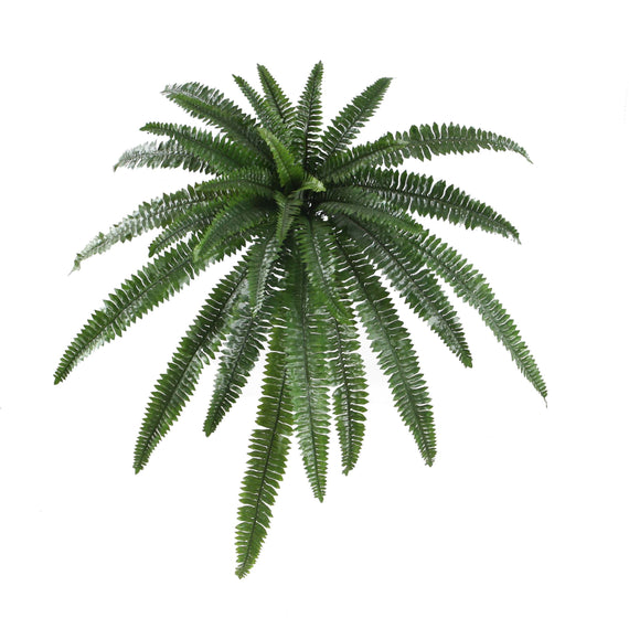Boston Fern Bush