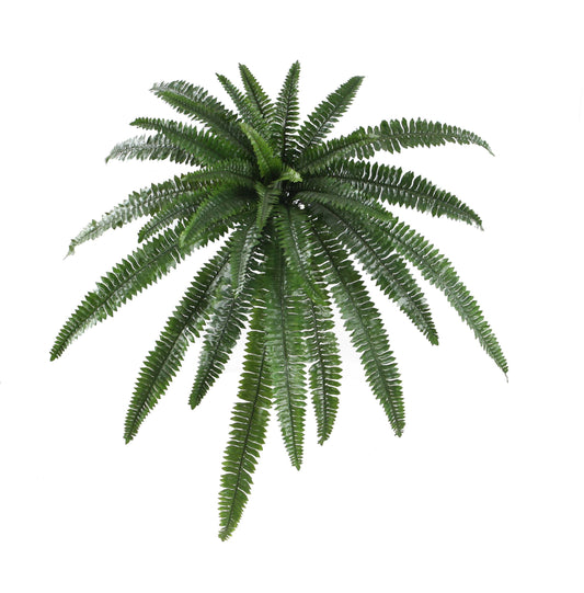 Boston Fern Bush
