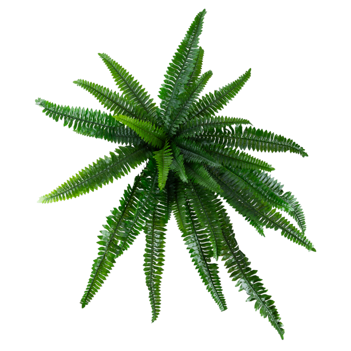 BH106 Boston Fern Bush 3.25'H PK 6