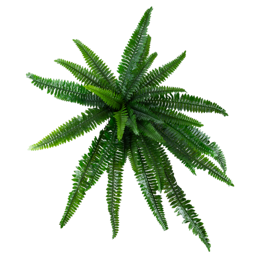 BH106 Boston Fern Bush 3.25'H PK 6