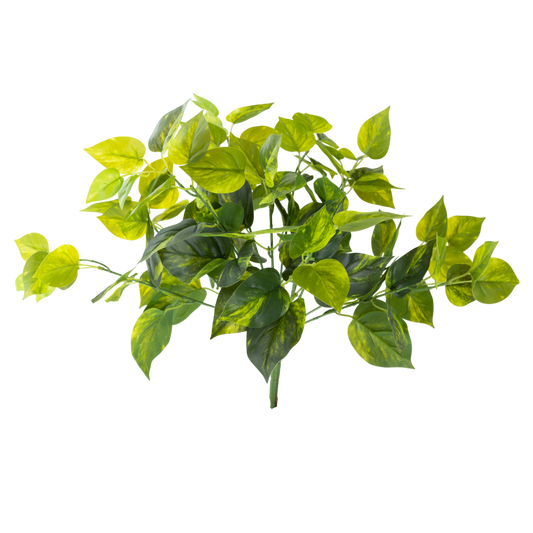 BH107 Dieffenbachia Bush 4.5"H PK 6