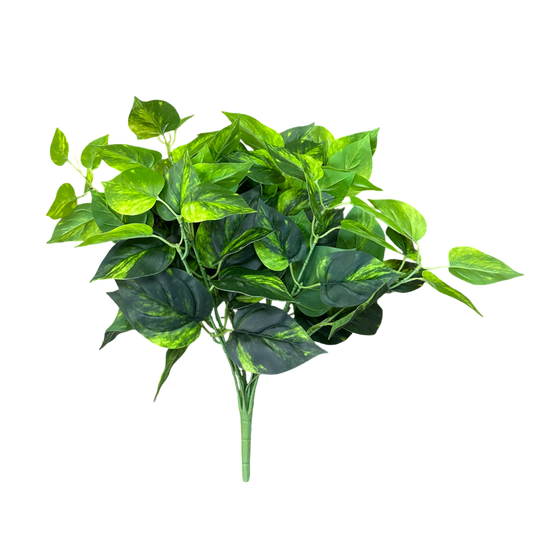 BH107 Dieffenbachia Bush 4.5"H PK 6