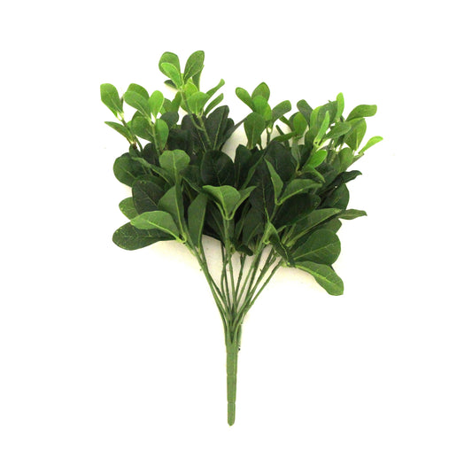 Pittosporum Green Bush