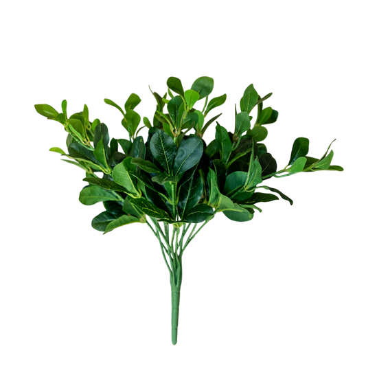 BH108 Pittosporum Green Bush 4.5"H PK 6