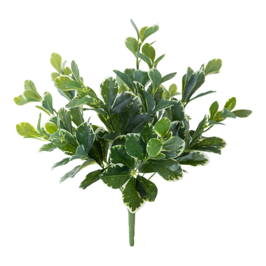 BH109 Pittosporum Variegated Bush 4.5"H PK 6