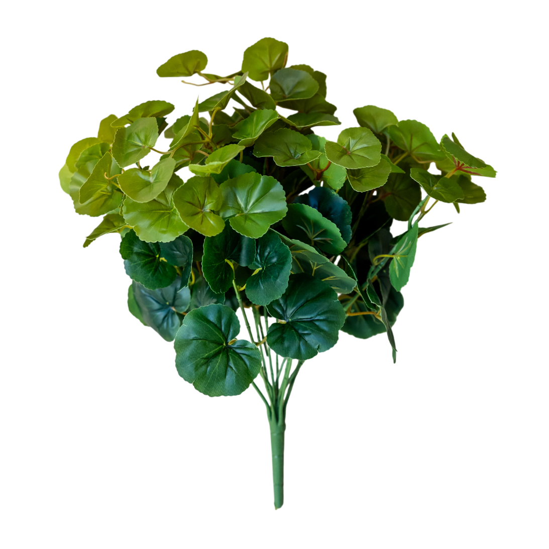 BH110 Begonia Green Bush 4.5"H PK 6