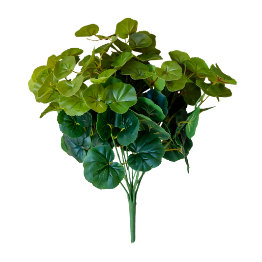 BH110 Begonia Green Bush 4.5"H PK 6