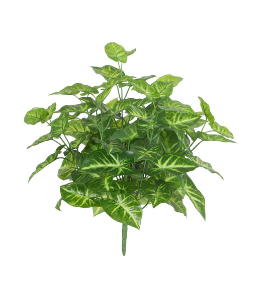 Syngonium Bush