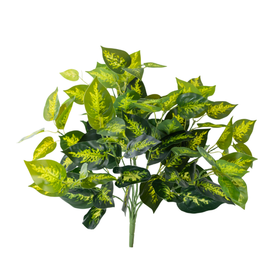 BH113 Pothos Bush 4.5"H PK 6