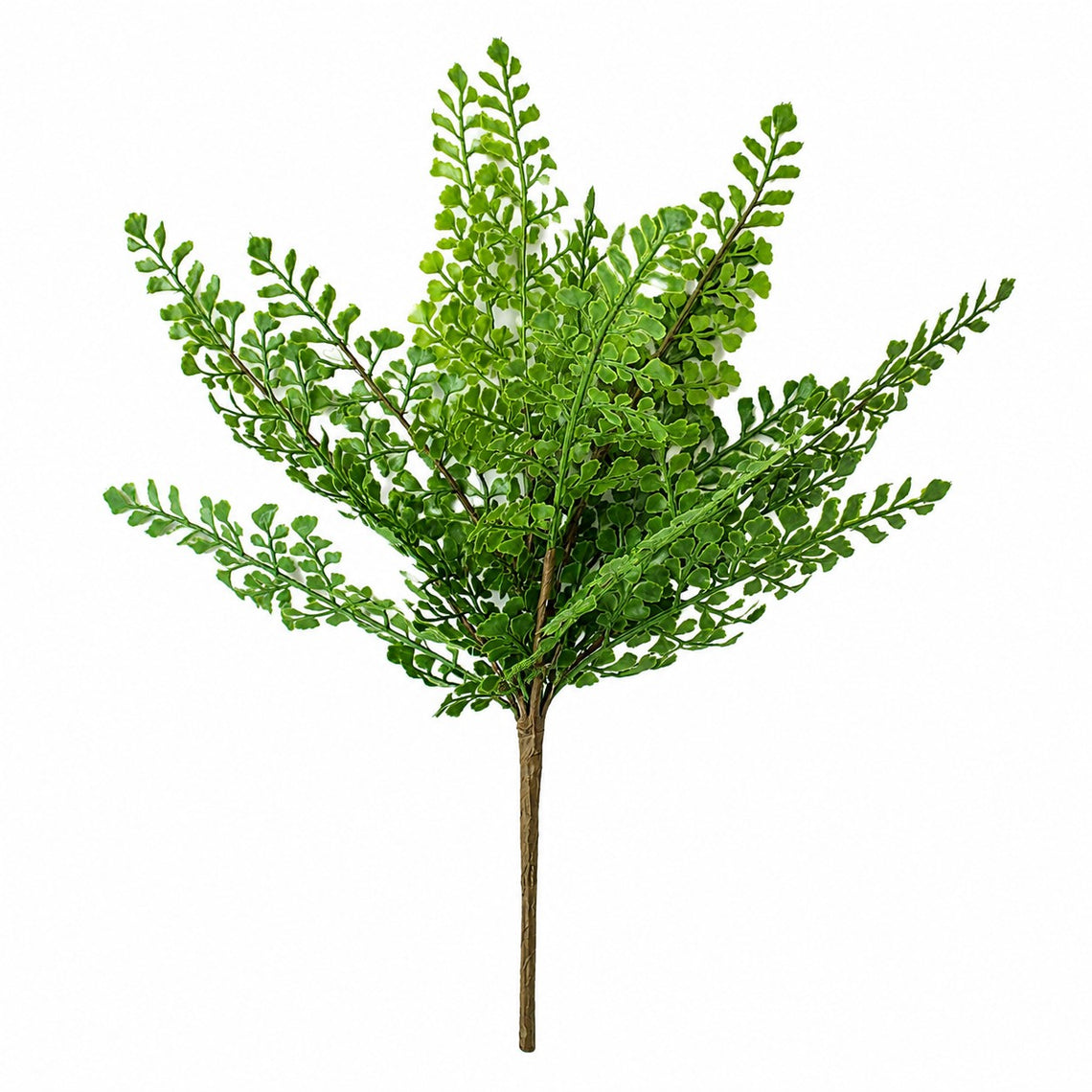 BH121 Fern Bush 18" PK 12