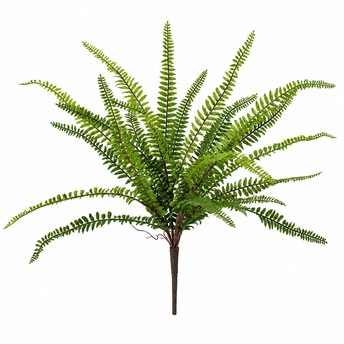 BH123 Fern Bush 23" PK 12