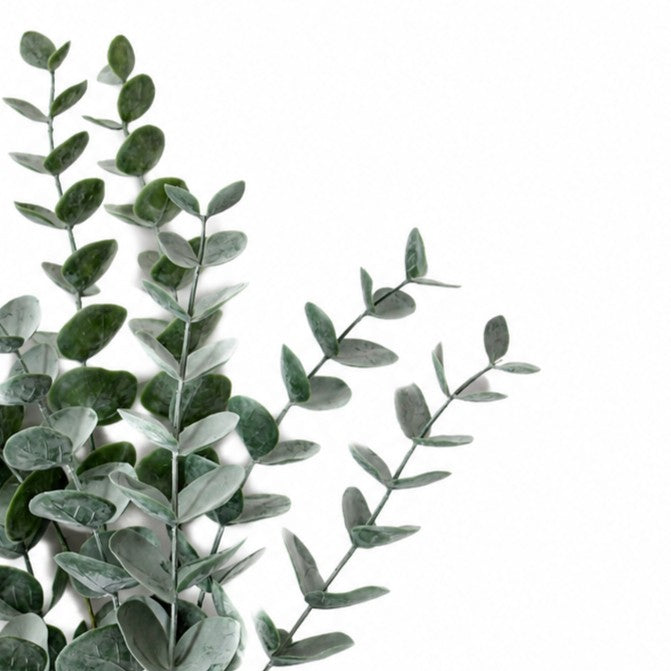 BNDL102   Euclayptus Bundle 18"  x3 PK 12