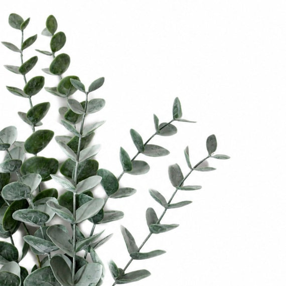 BNDL102   Euclayptus Bundle 18"  x3 PK 12